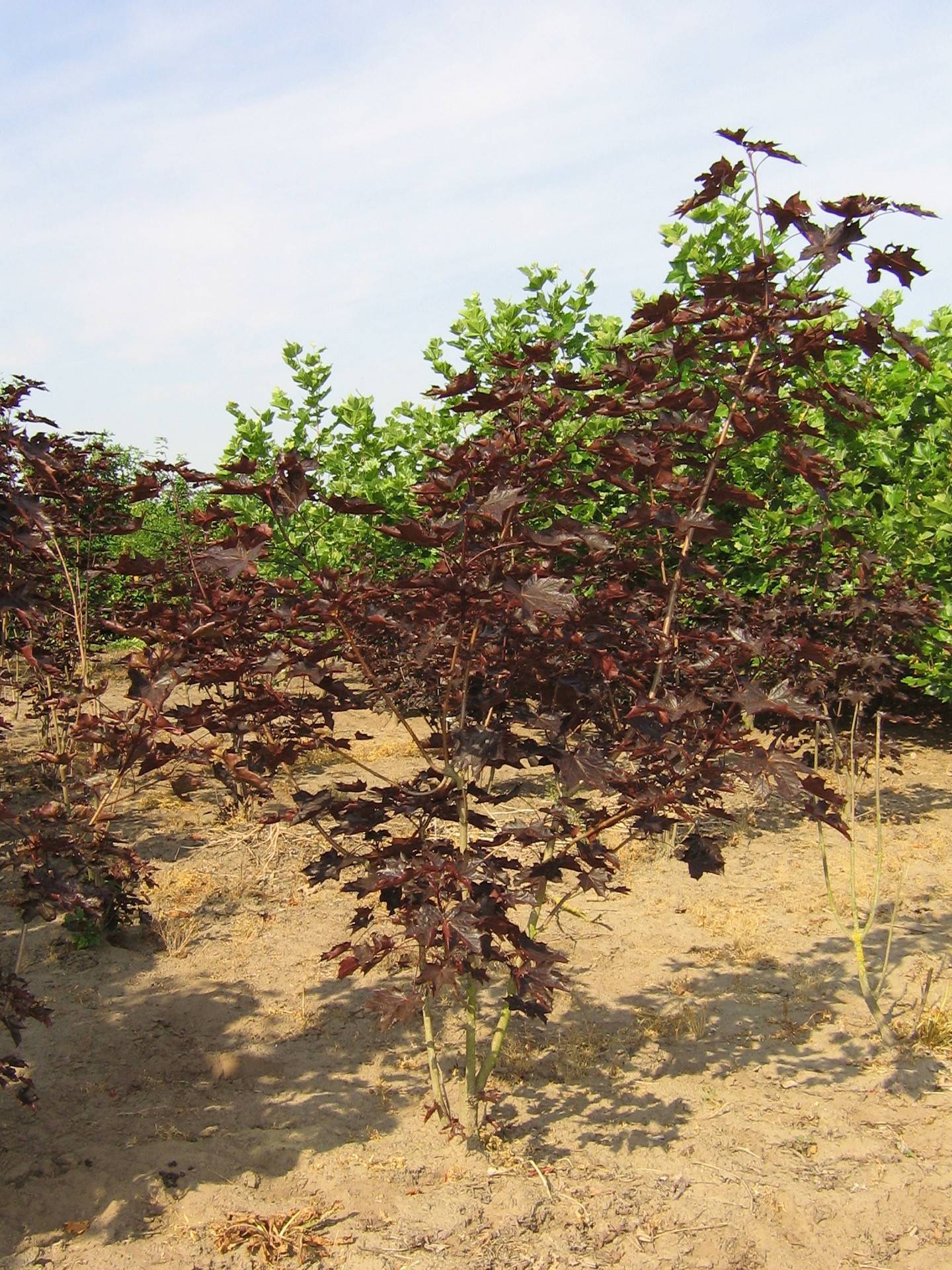Acer platanoides Royal Red_01